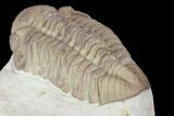 Detailed, Long Kainops Trilobite - Oklahoma #95690-4
